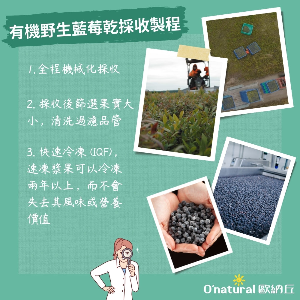 【有機】野生藍莓乾 80G/袋
