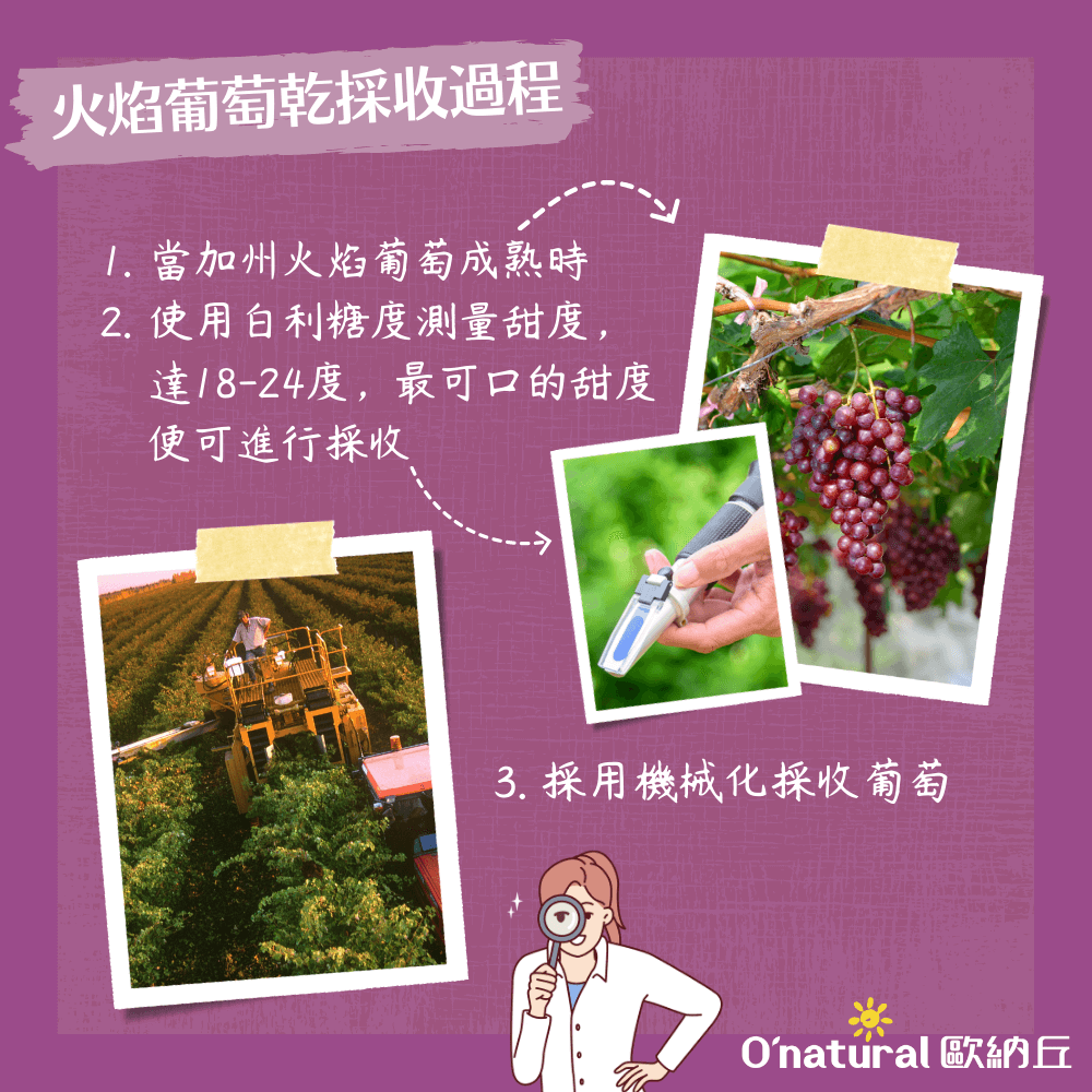 美國加州火焰葡萄乾 360G
