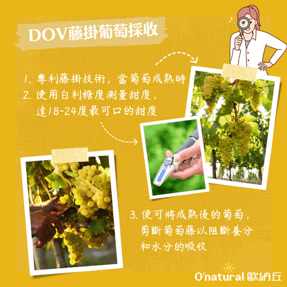美國加州藤掛葡萄乾 360G